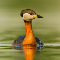 perkoz
