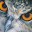 mr-owl