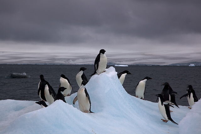 640px-Adelie_Penguins_on_iceberg.jpg.7c1e7bcb6b57a727583898680ea73527.jpg
